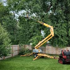 Best Tree Preservation Services  in New Bedford, PA