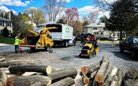 Best Palm Tree Trimming  in New Bedford, PA