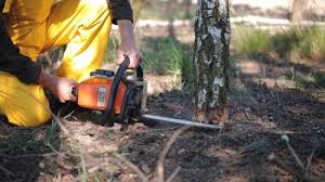 Best Commercial Tree Services  in New Bedford, PA