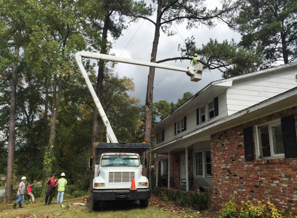 Best Emergency Tree Removal  in New Bedford, PA
