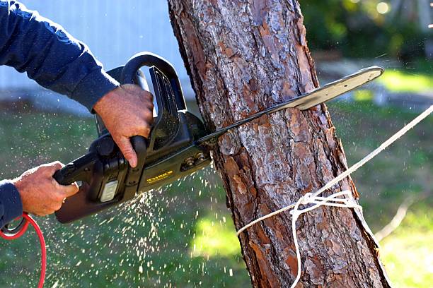 How Our Tree Care Process Works  in  New Bedford, PA